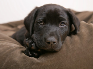Little-labrador-puppies-14749010-1600-1200